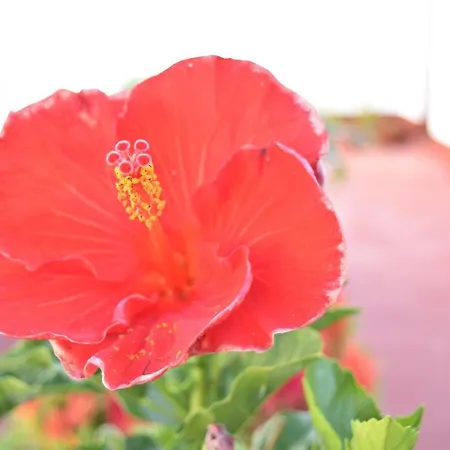 La Discusion De Veedor 12 Apartment