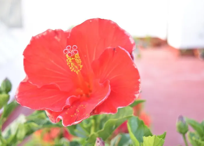 La Discusion De Veedor 12 Apartment