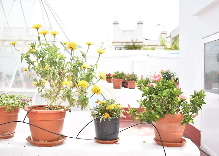 La Discusion De Veedor 12 * Cadiz