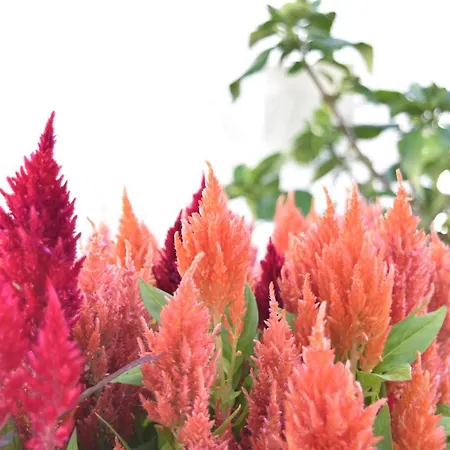 La Discusion De Veedor 12 Apartment Cádiz