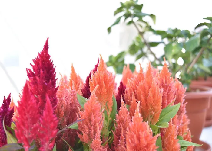 La Discusion De Veedor 12 Apartmán Cádiz